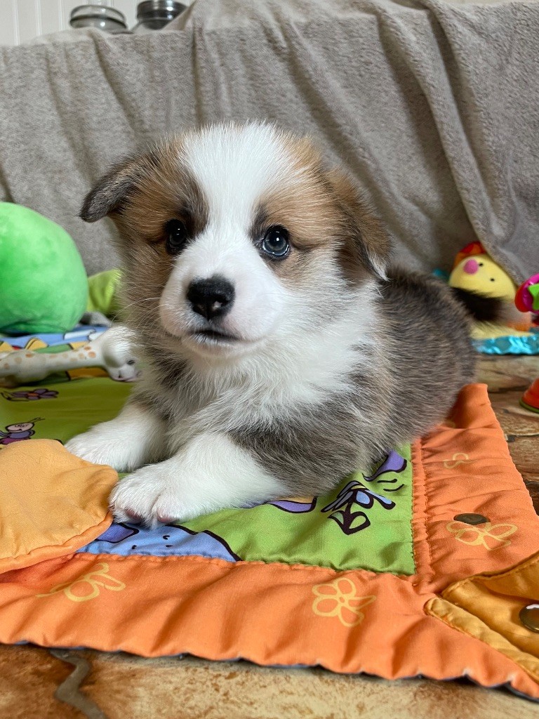 des Anges d'Héra - Chiot disponible  - Welsh Corgi Pembroke