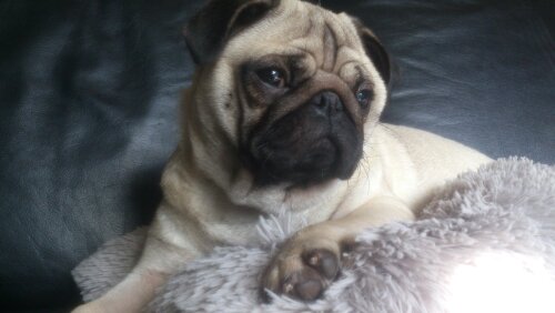 Héline des Anges d'Héra