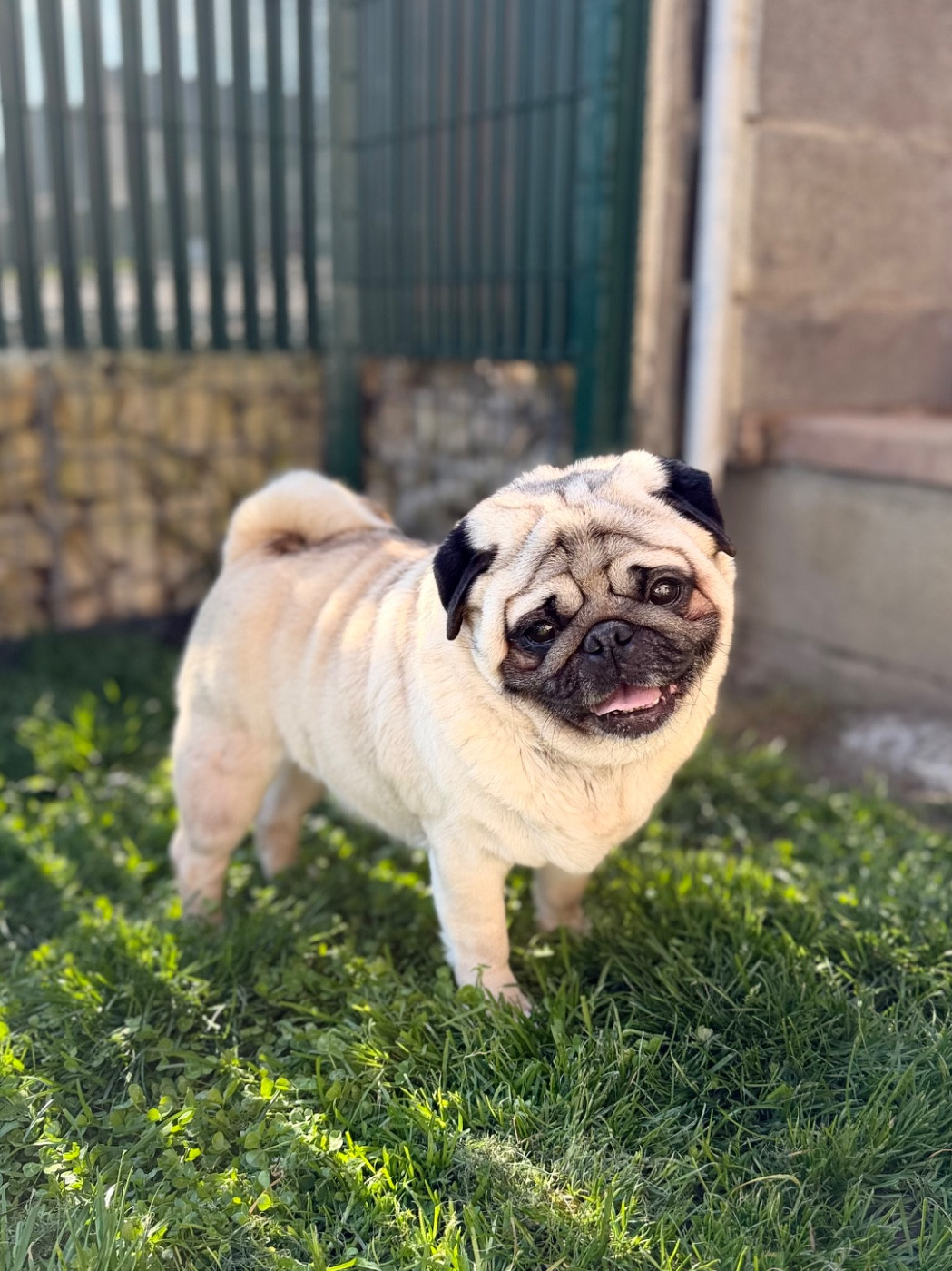 flying winner Champion