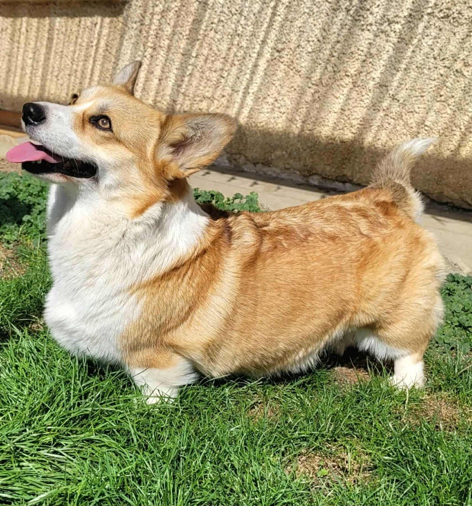 Bibi (dit tia) (Sans Affixe)