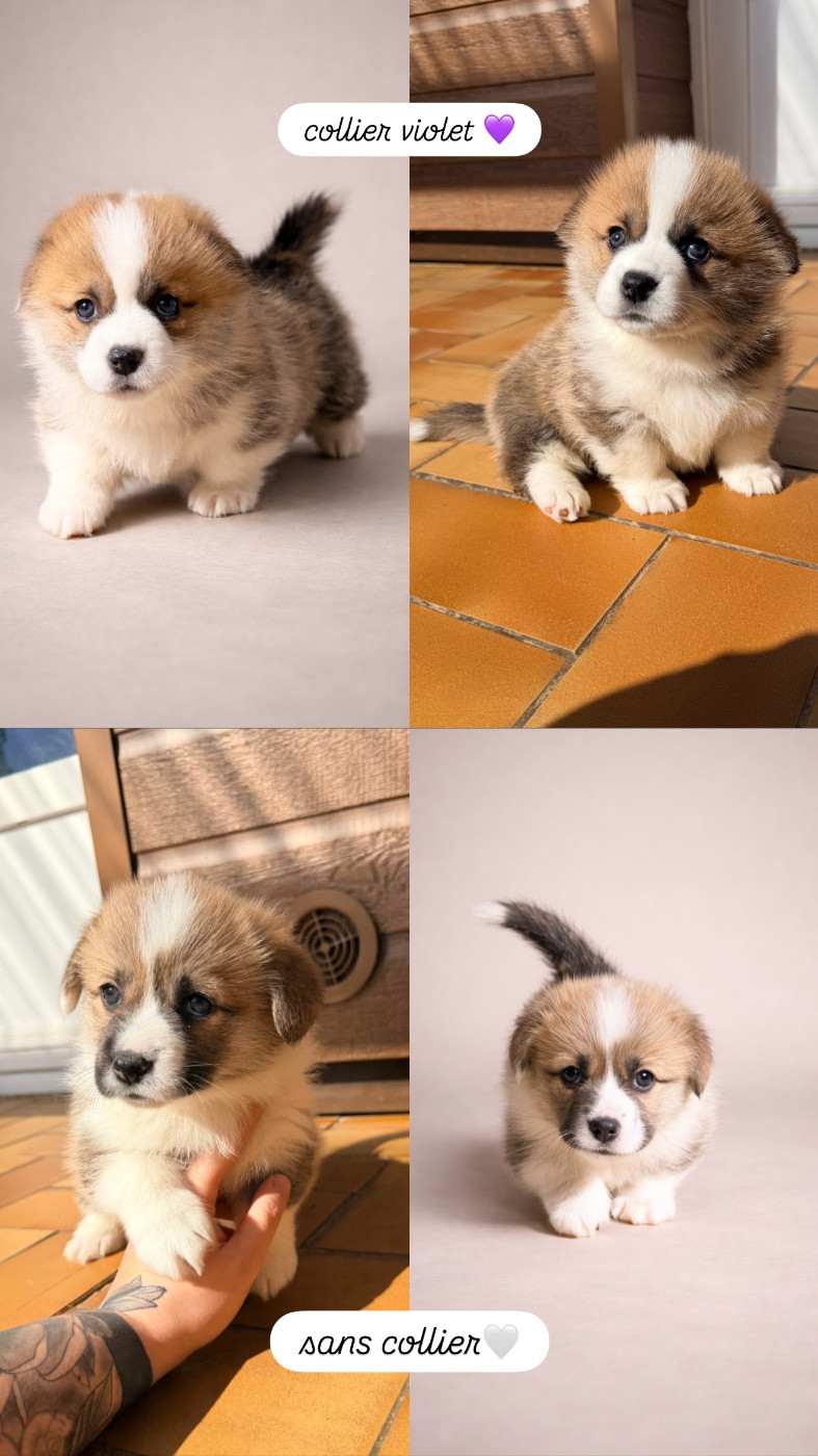 deux jolies femelles