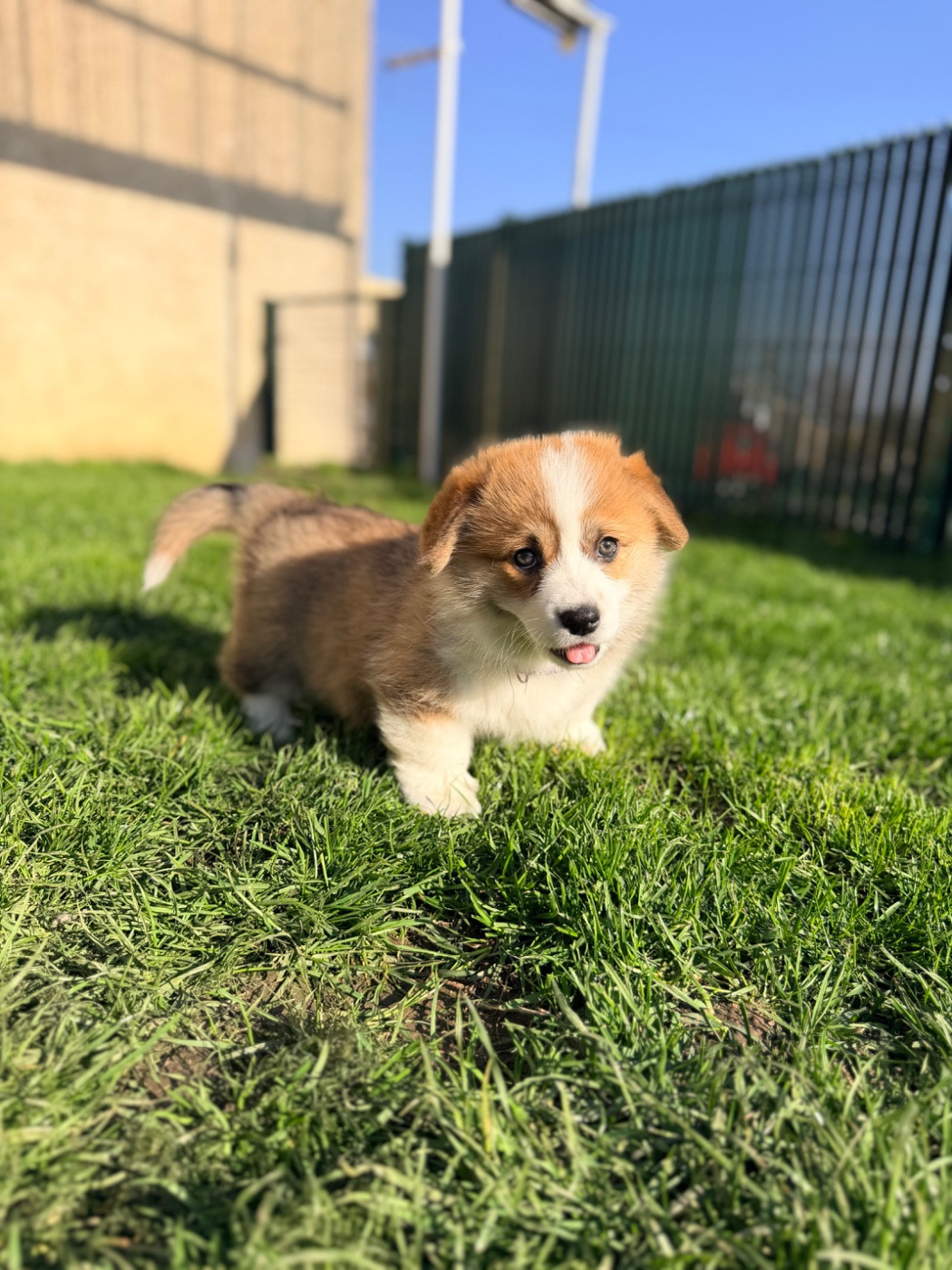 des Anges d'Héra - Chiots disponibles - Welsh Corgi Pembroke