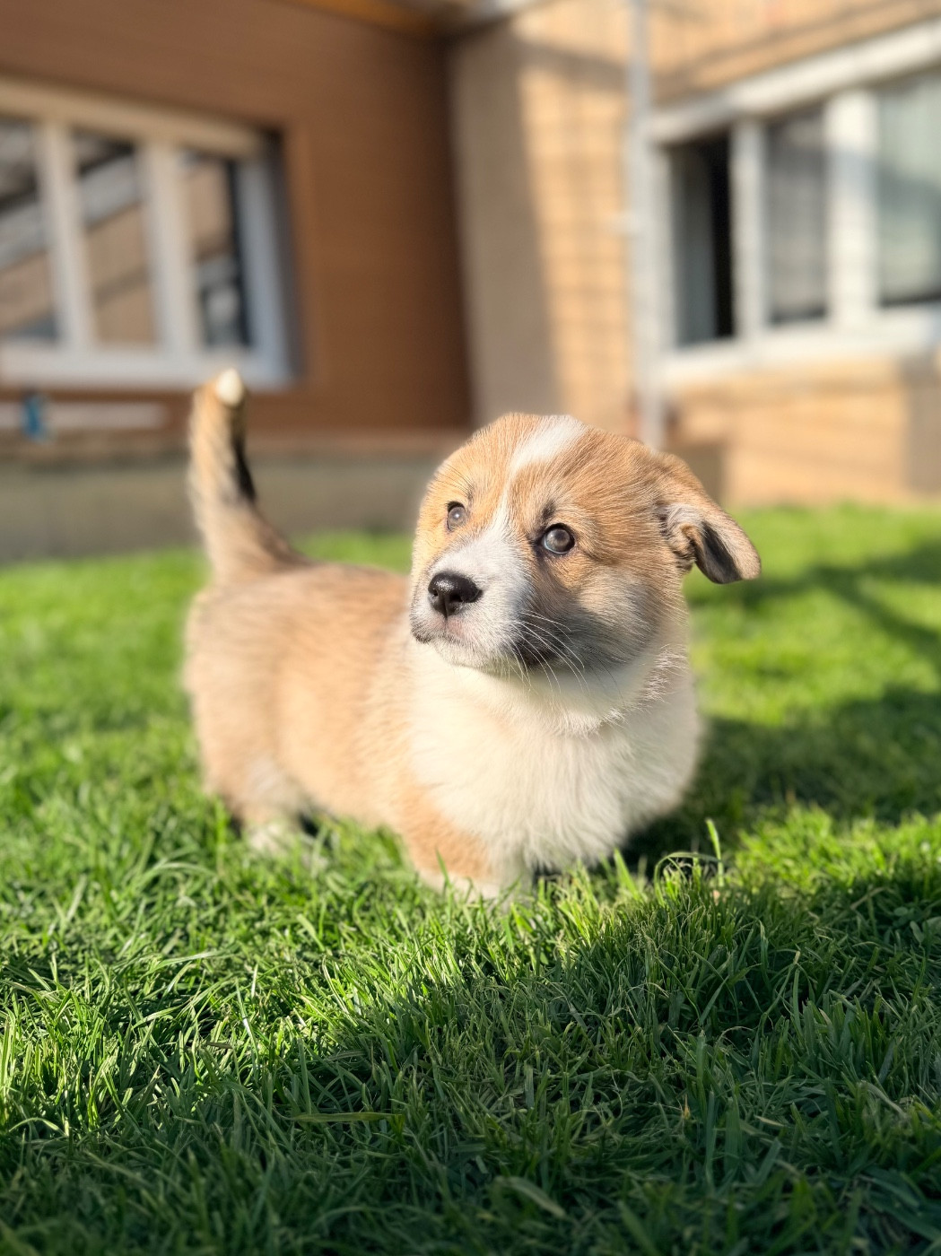des Anges d'Héra - Chiots disponibles - Welsh Corgi Pembroke