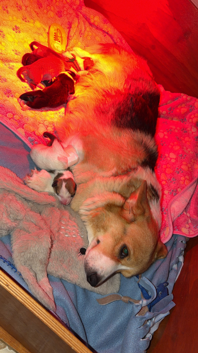 Chiot Welsh Corgi Pembroke des Anges d'Héra