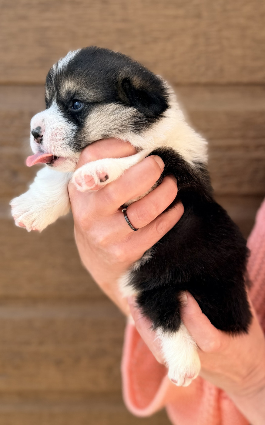 des Anges d'Héra - Chiots disponibles - Welsh Corgi Pembroke