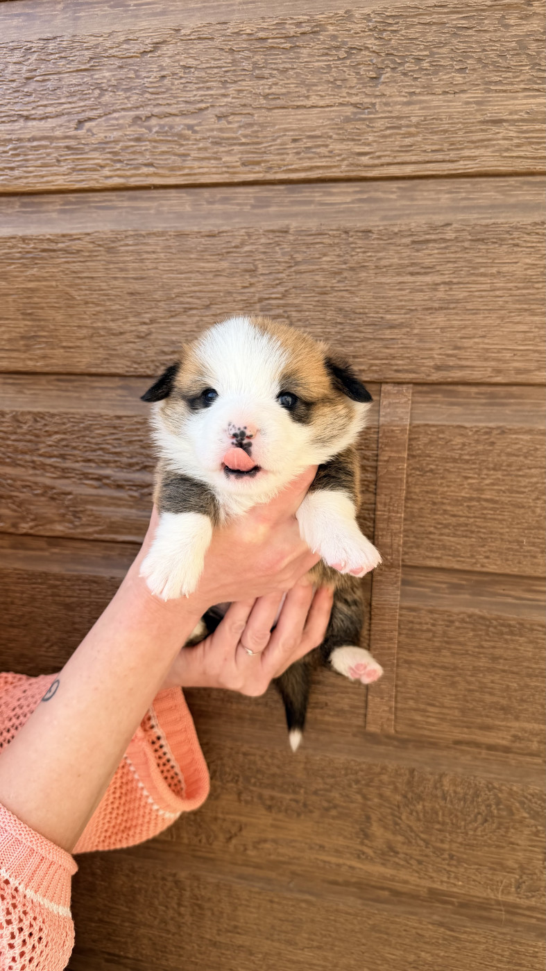 des Anges d'Héra - Chiots disponibles - Welsh Corgi Pembroke
