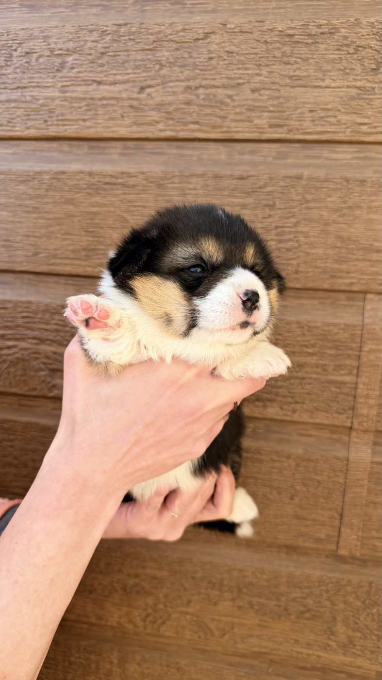 des Anges d'Héra - Chiots disponibles - Welsh Corgi Pembroke