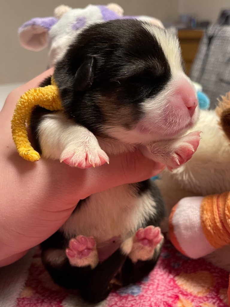 des Anges d'Héra - Chiots disponibles - Welsh Corgi Pembroke