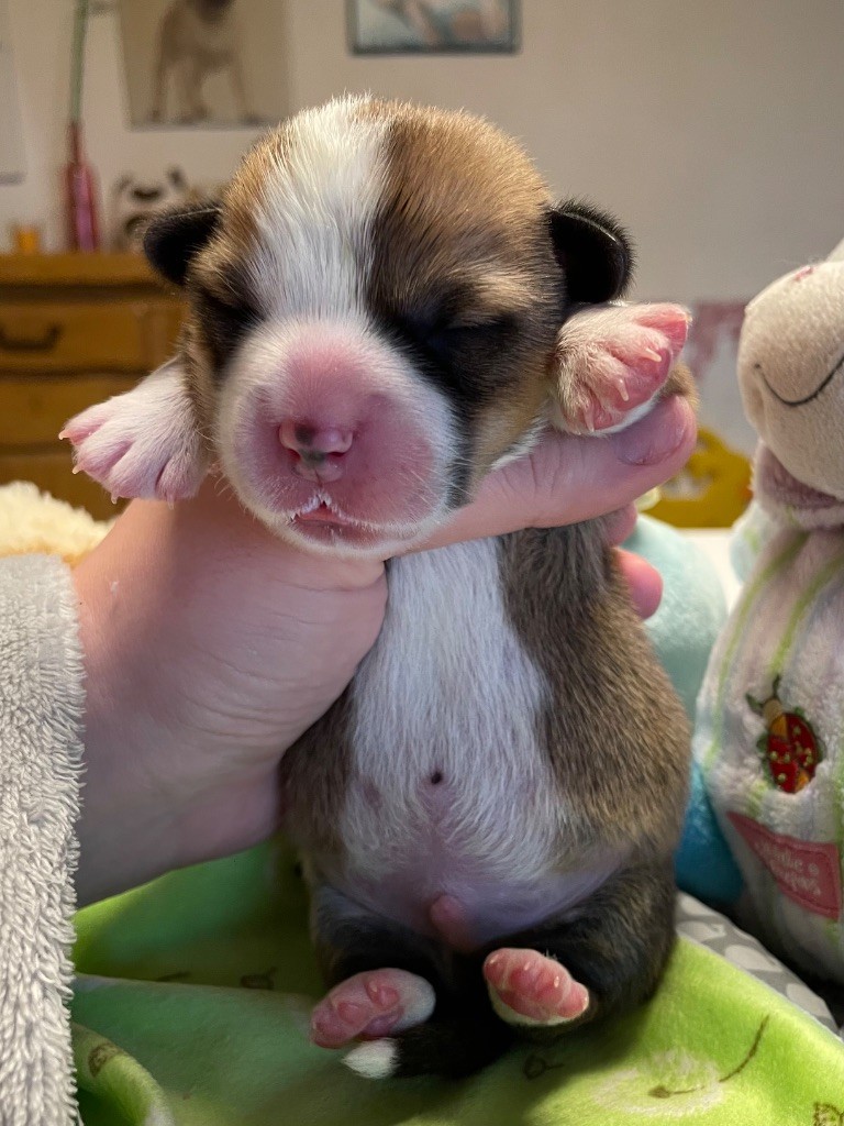 des Anges d'Héra - Chiots disponibles - Welsh Corgi Pembroke