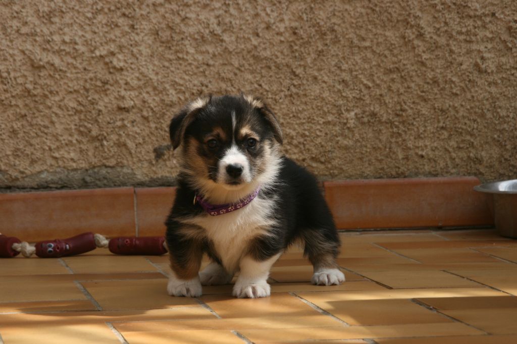 des Anges d'Héra - Chiots disponibles - Welsh Corgi Pembroke