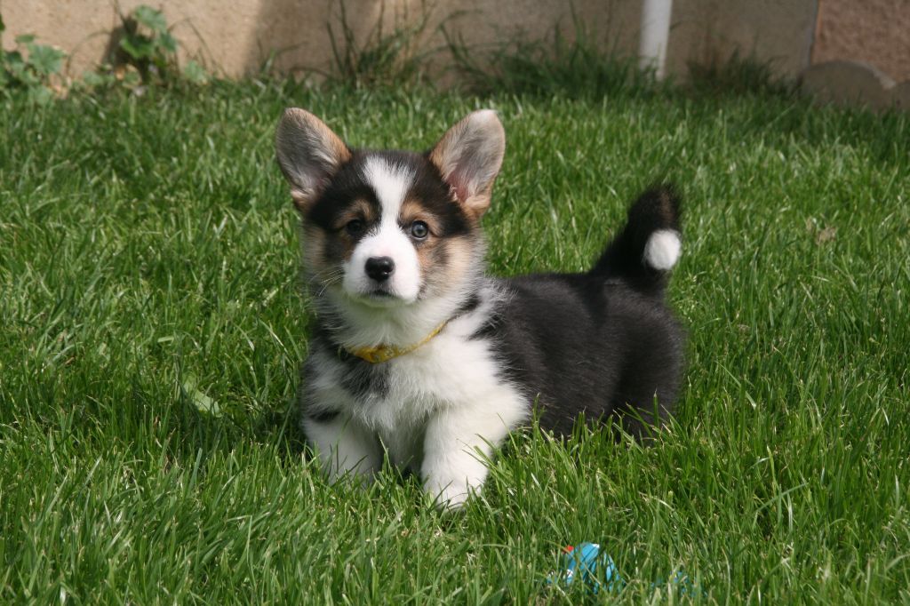 des Anges d'Héra - Chiots disponibles - Welsh Corgi Pembroke